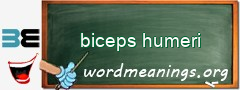 WordMeaning blackboard for biceps humeri